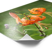 タークズキャップリリー フォトプリント            (角)