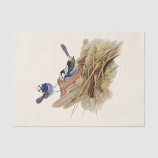 ターコイズの優れたウォーブラー、デコページ 薄葉紙 (正面)