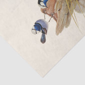 ターコイズの優れたウォーブラー、デコページ 薄葉紙 (詳細)