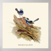 ターコイズの優れたウォーブラー、ヴィンテージ鳥 ポスター (正面)