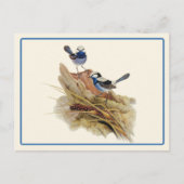 ターコイズの絶妙なウォーブラー ポストカード (正面)