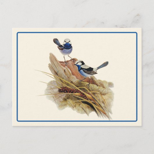 ターコイズの絶妙なウォーブラー ポストカード (正面)