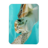 ターコイズウォーターで泳ぐウミガメ マグネット (縦)