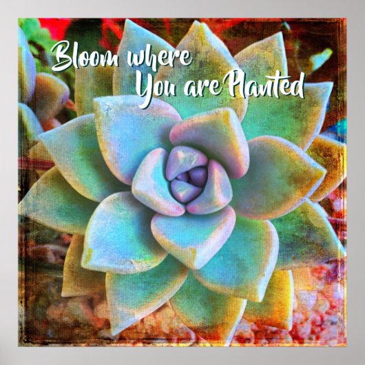 ターコイズグリーンサボテン写真開花植え付け ポスター (正面)