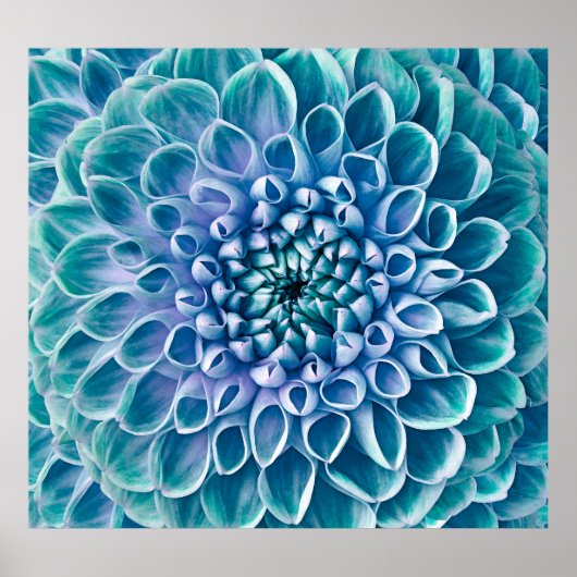 ターコイズダリアフラワーマクロの背景 ポスター (正面)