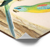 ターコイズパラケート ポスター (角)