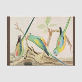 ターコイズパラケート 薄葉紙