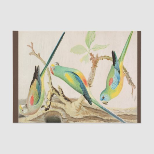 ターコイズパラケート 薄葉紙 (正面)