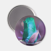 ターコイズローズブドフラワー撮影用磁石 マグネット (正面/裏面)