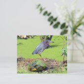 タートルアンドヘロンサウスカロライナ ポストカード (スタンド正面)