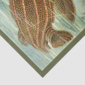 タートルアーンストヘッケルデクページティッシュペーパー 薄葉紙 (詳細)