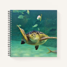 タートルシーウォーター魚の写真