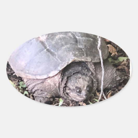 タートルシール 楕円形シール (正面)
