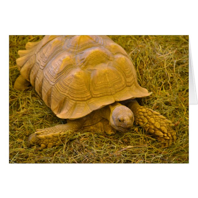 タートルノートカード (正面横)