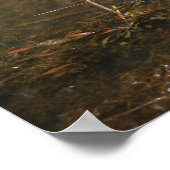 タートルフォトポスター ポスター (角)