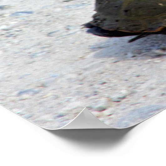 タートルフォト ポスター (角)