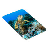 タートルペア マグネット (右側)