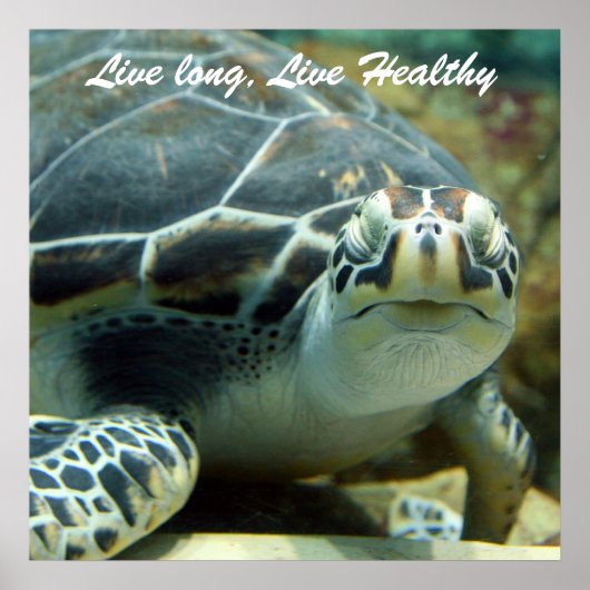 タートルポスター ポスター (正面)