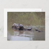 タートルポストカード ポストカード (正面/裏面)