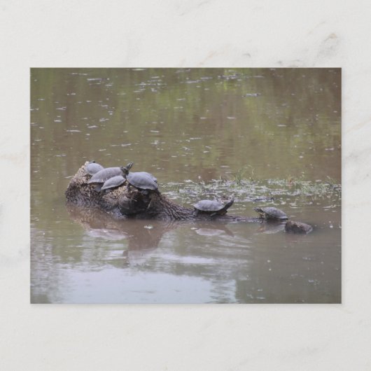 タートルポストカード ポストカード (正面)