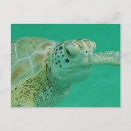 タートルポストカード ポストカード