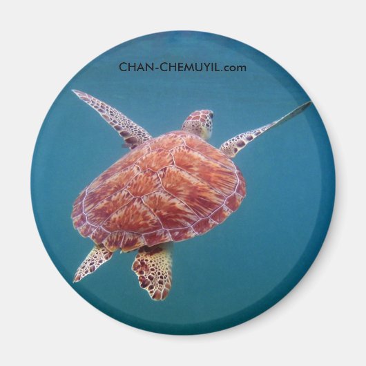 タートルマグネット マグネット (正面)