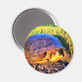 タートルマグネット マグネット (正面/裏面)