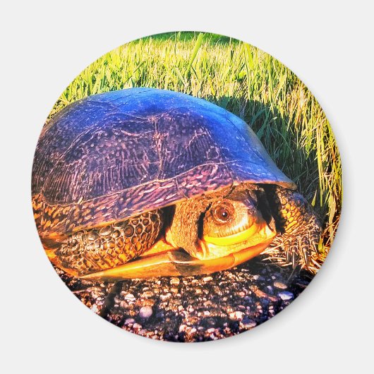 タートルマグネット マグネット (正面)