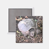 タートルマグネット マグネット (正面/裏面)