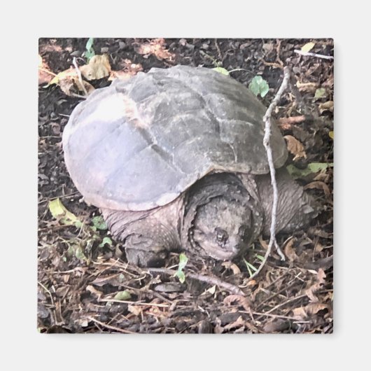 タートルマグネット マグネット (正面)