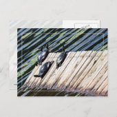 タートルレストストップ ポストカード (正面/裏面)