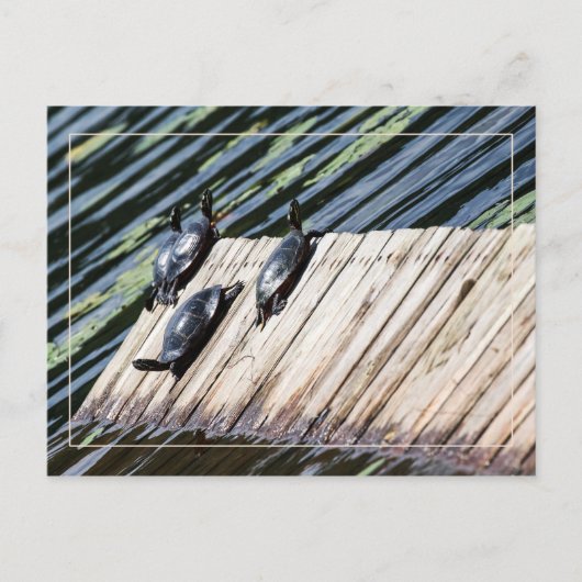 タートルレストストップ ポストカード (正面)