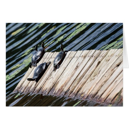 タートルレスト (正面横)