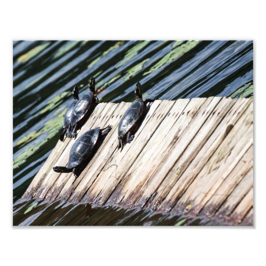 タートルレスト フォトプリント            (正面)