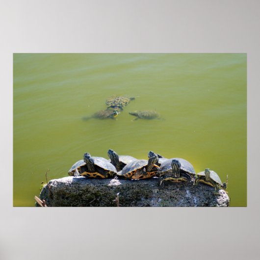 ターラック ポスター (正面)