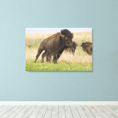 タールグラスで燃えるような若いバイソンブル キャンバスプリント (インサイチュ (ウッドフロア))