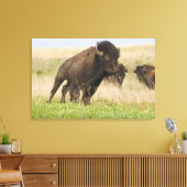 タールグラスで燃えるような若いバイソンブル キャンバスプリント (インサイチュ (リビング))