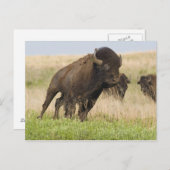 タールグラスで燃えるような若いバイソンブル ポストカード (正面/裏面)