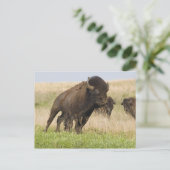 タールグラスで燃えるような若いバイソンブル ポストカード (スタンド正面)