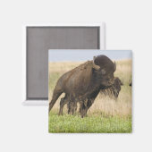 タールグラスで燃えるような若いバイソンブル マグネット (正面/裏面)