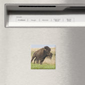 タールグラスで燃えるような若いバイソンブル マグネット (インサイチュ (食洗機))