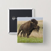 タールグラスで燃えるような若いバイソンブル 缶バッジ (正面&裏面)