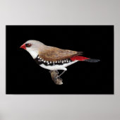 ダイアモンドファイアーテールフィンチ – スタゴノプリーラグッタータ ポスター (正面)