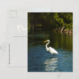 ダイサギ（Ardea alba）鳥 ポストカード