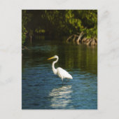 ダイサギ（Ardea alba）鳥 ポストカード (正面)