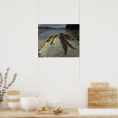 ダイジェボックス島のカヤック島の壊れた島グループ、 ポスター (キッチン)