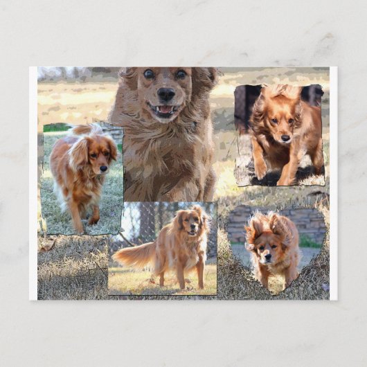 ダイナのはがき ポストカード (正面)