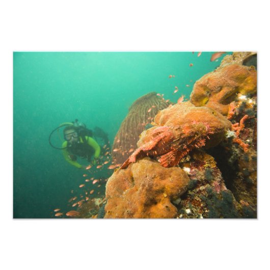 ダイバーとカサゴ科の魚 Scorpanopsis フォトプリント (正面)