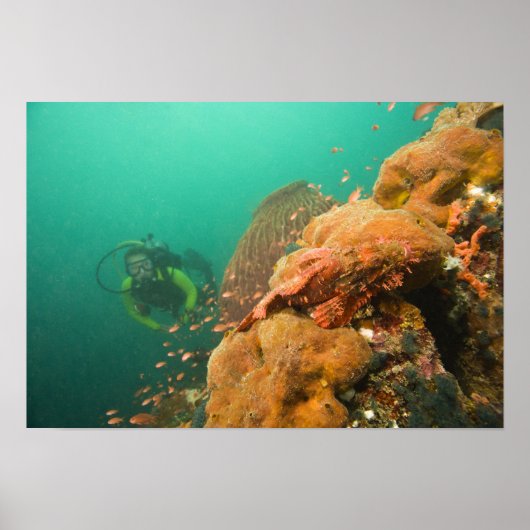 ダイバーとカサゴ科の魚 Scorpanopsis ポスター (正面)