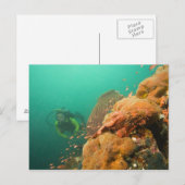 ダイバーとカサゴ科の魚 Scorpanopsis ポストカード (正面/裏面)